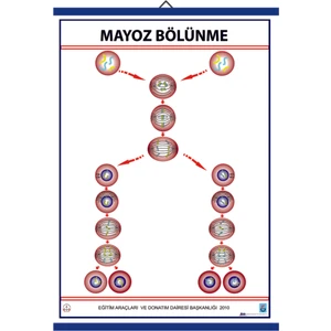 MAYOZ LEVHASI (70X100 CM)