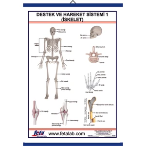 DESTEK VE HAREKET SİSTEMİ İSKELET 1