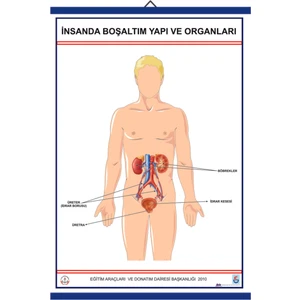 İNSANDA BOŞALTIM YAPI VE ORGANLARI