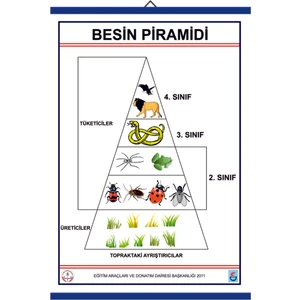 BESİN PRAMİDİ