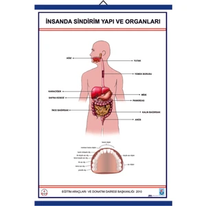 İNSANDA SİNDİRİM VE YAPI ORGANLARI