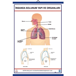 İNSANDA SOLUNUM VE YAPI ORGANLARI