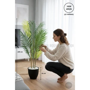 100 cm Areka Ağacı 3 Gövdeli