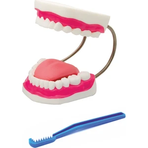 Diş Fırçalama Modeli