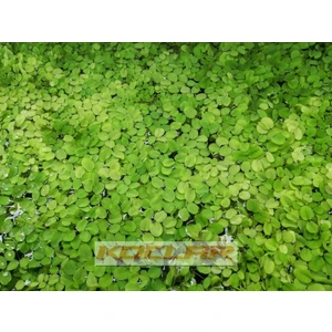 Salvinia Natans (25 Kök 50 Yaprak)