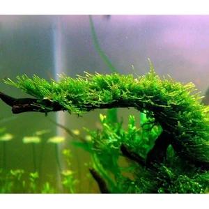 Akvaryum Bitkileri Mini Christmas Moss Cup Canlı Bitki