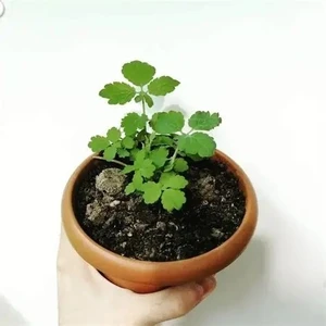 Sarmask Kırlangıç Otu, Saksıda