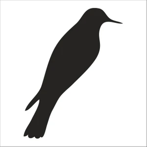 KUŞ FOLYO STİCKER - 160cm Uzunluk