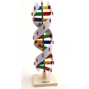 Dna Modeli
