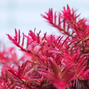 Marimo Scape Rotala Hra In Vitro