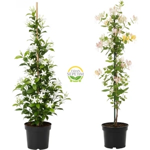 Arap Yasemini & Hanımeli Fidanı Seti (2'li Paket)