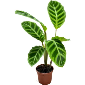 Calathea Zebrina (Dua Çiçeği)