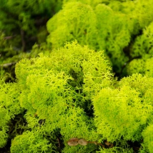 Reindeer Moss Lime Şoklanmış Norveç Yosunu (30GR)