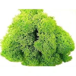 Reindeer Moss Spring Şoklanmış Norveç Yosunu (30GR)