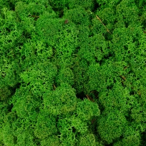 Reindeer Moss Medium Şoklanmış Norveç Yosunu (30GR)