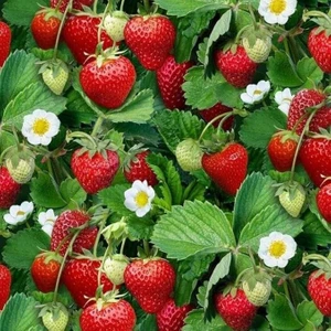 Portala Çilek Fidesi (1 Adet)