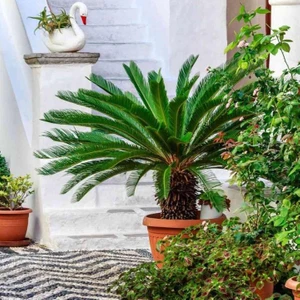 Küçükboy Sıkas  (Cycas)