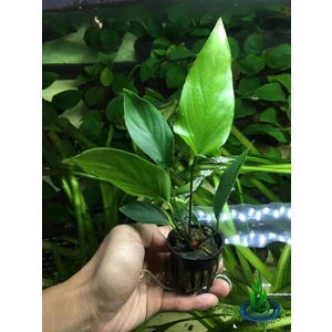 Canlı Bitki L217 Anubias Hastifolia