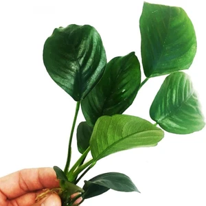 Canlı Bitki L013 Anubias Barteri Broad Leaf