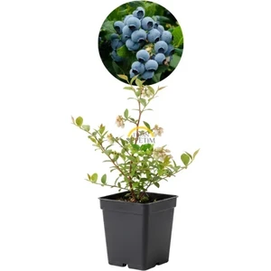 Fidan Sepetim Duke Çeşiti Yaban Mersini Fidanı