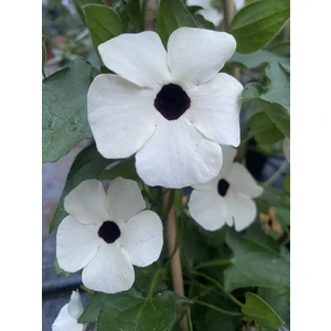Karagözlü Suzan Sarmaşığı Thunbergia