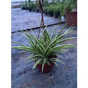 Kurdele Çiçeği Büyük Chlorophytum