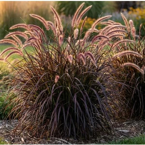 Pennisetum