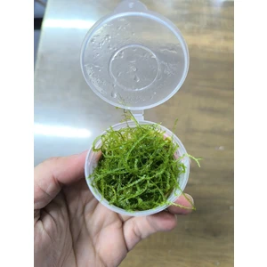 Marimo Scape Java Moss Kap