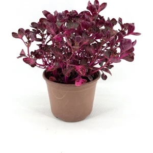 My Botanik Çingene Şalvarı 30-35 Cm-3'lü