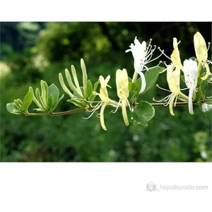 Lonicera Caprifolium- Hanımeli Fidanı