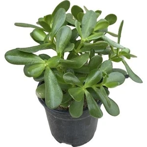 Bitki Fidanım Crassula Ovata Para Çiçeği Bitkisi