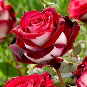 7 Veren Gül Fidanı