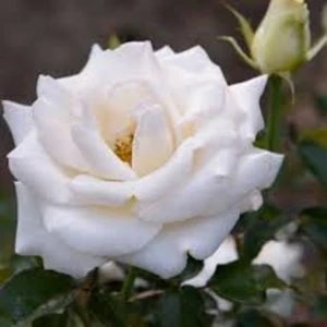 Beyaz Gül Fidanı 