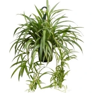Chlorophytum comosum Kurdele Çiçeği 20-40 cm Saksıda