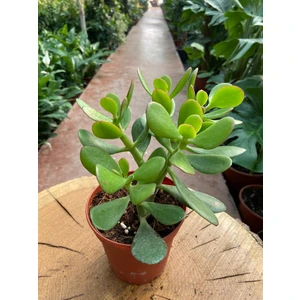 Crassula Ovata Para Çiçeği Para Çiçeği