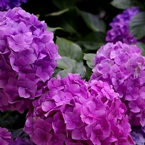 taşkar peyzaj Mor Ortanca Fidanı (Tüplü )