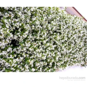 Arap Yasemini Fidanı