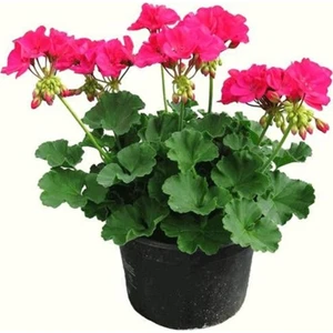 Saksılı Sardunya Çiçeği