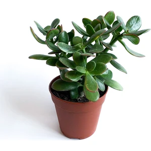 Maison Plants - Crassula Ovata - Para Çiçeği