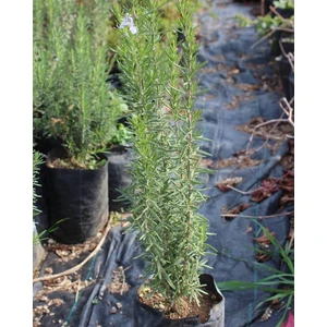 Reyon Doğal Biberiye Fidanı, Saksıda