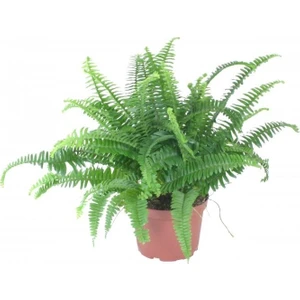 Aşk Merdiveni Nephrolepis 20-40 cm