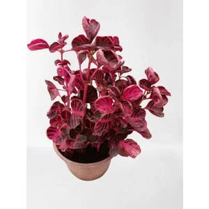 Çingene Şalvarı Iresine Herbstii 8.5 cm Saksıda