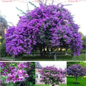 İdeasepet Tüplü Leylak Lilac Fidanı