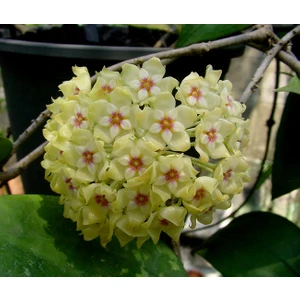 TÜRKİYEFİDAN Mum Çiçeği  /sarı