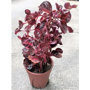 Rüzgar Botanik Çingene Şalvarı Bitkisi 20CM-40CM