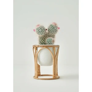 Bella Maison Glim Saksı Krem (22X22X25 Cm)