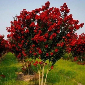 taşkar peyzaj Oya Ağacı Fidanı Kırmızı  70-100 cm