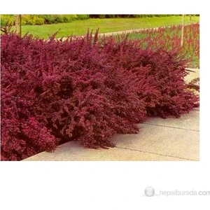 Berberis Thunbergi Attro. - Berberis Fidanı