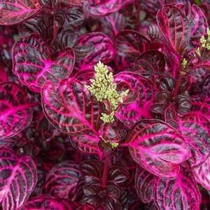 Saksıda Irisine Herbisiti Çingene Şalvarı Bitkisi