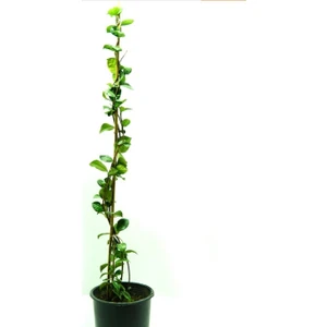 Kösem Botanik Arap Yasemini